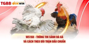 WS168 - Thông Tin Sảnh Đá Gà Và Cách Theo Dõi Trận Đấu Chuẩn